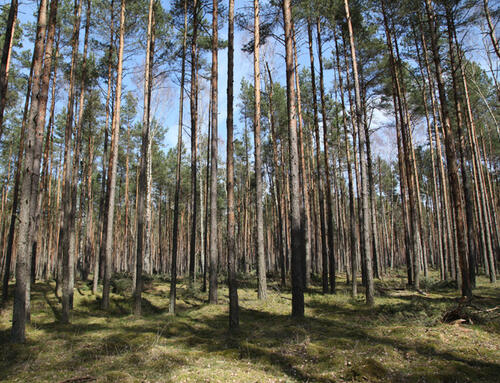 Kiefernforst, DBU-Naturerbe Rüthnicker Heide.  © DBU Naturerbe/H. Culmsee