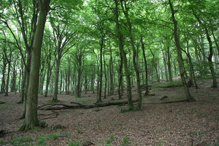 Buchenhallenwald, DBU-Naturerbe Prora. Foto: DBU Naturerbe/H. Culmsee © DBU Naturerbe/H. Culmsee